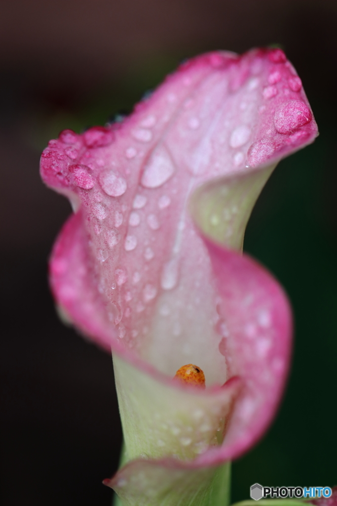 街の花