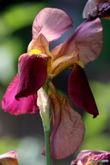 街の花