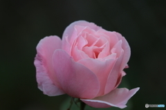 街の花