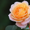園の花