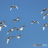 野鳥