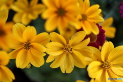 街の花