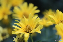 街の花