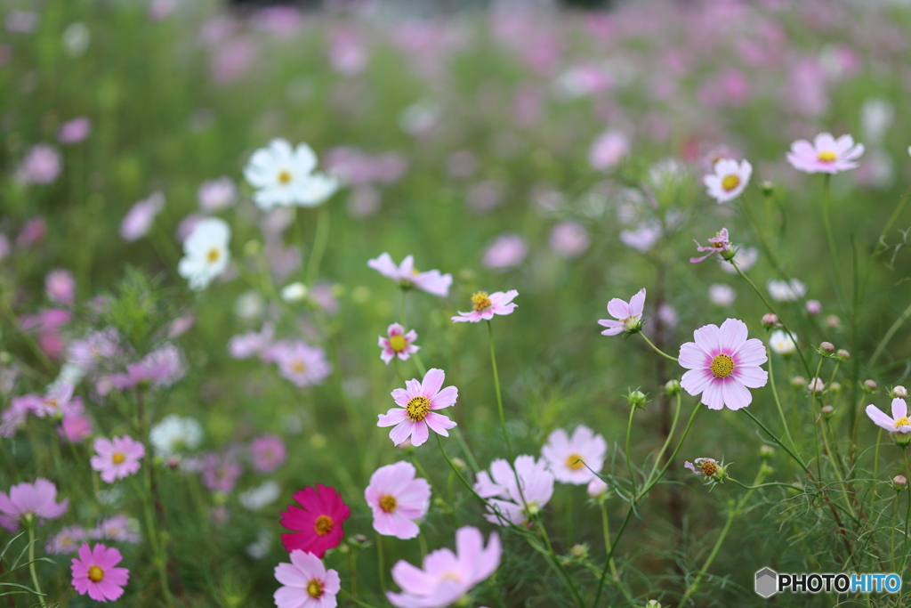 街の花