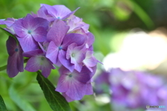 街の花