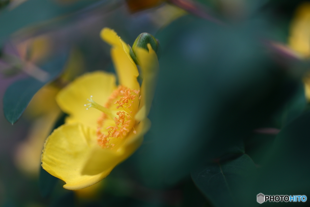 街の花