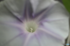 街の花