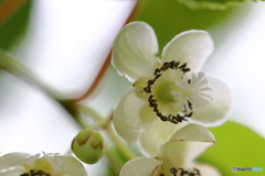街の花