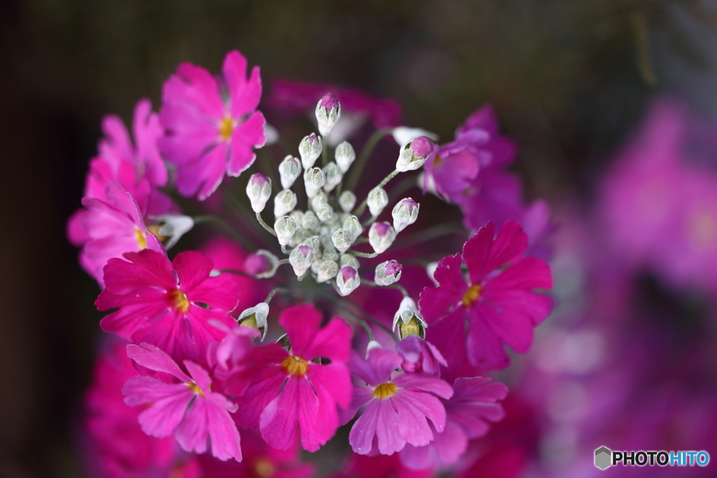 街の花