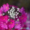 街の花