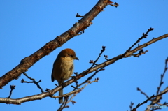 野鳥