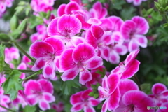 街の花 街の花