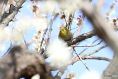 野鳥