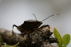 カメムシ