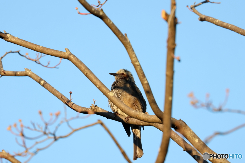 野鳥