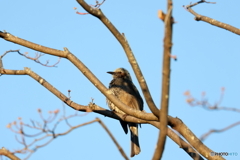 野鳥