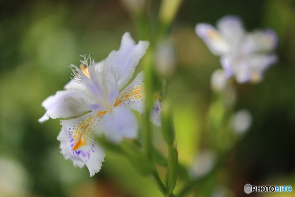 園の花