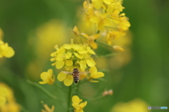 園の花