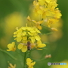 園の花