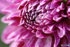 園の花