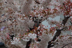 駅の桜