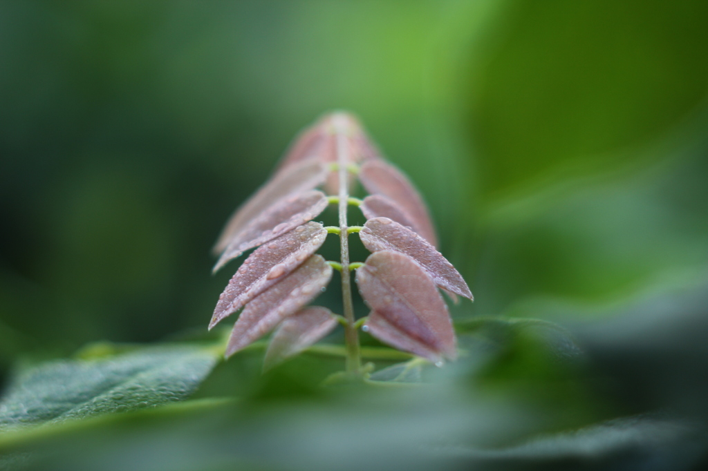 梅雨　