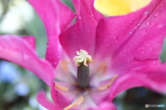 街の花