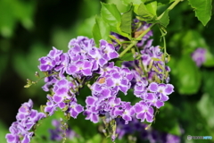 街の花