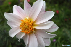 街の花