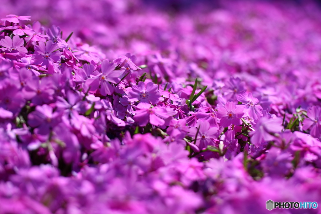街の花