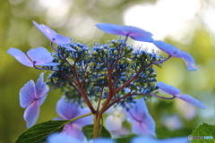 紫陽花