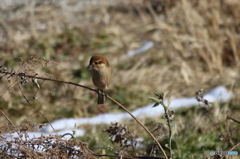 野鳥