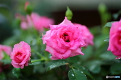 街の花