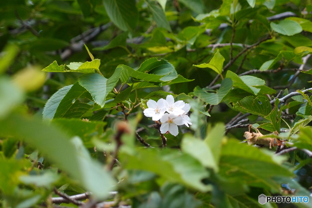街の花