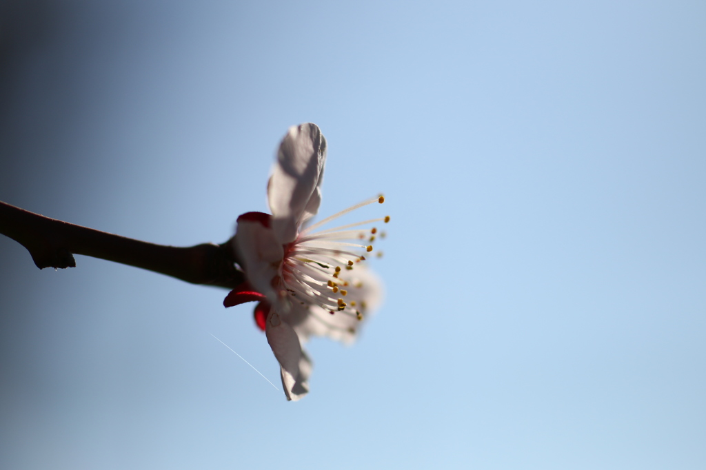 街の花