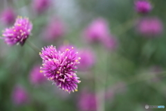 街の花