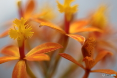 園の花