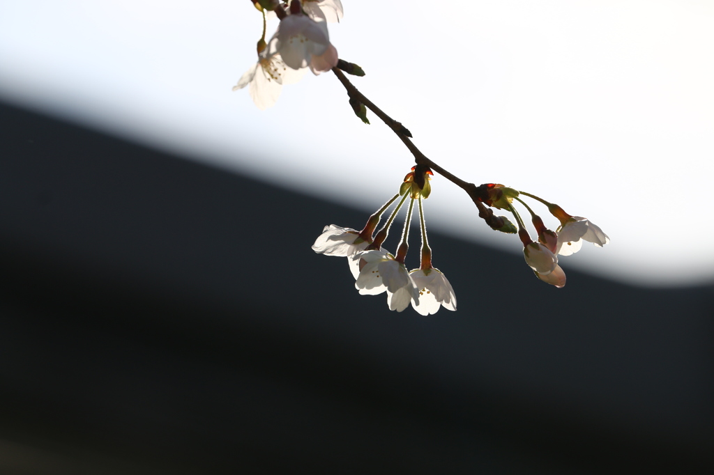 寺の花