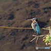 野鳥