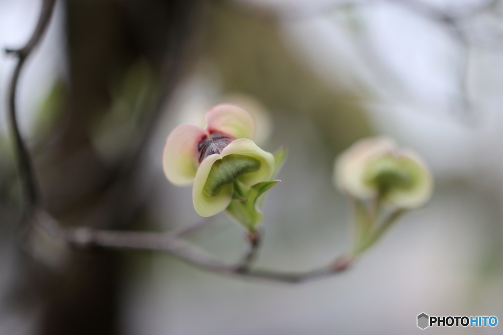 街の花