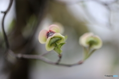 街の花