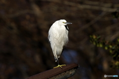 野鳥