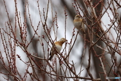 野鳥