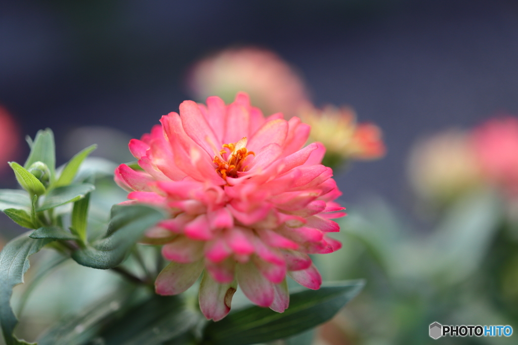 街の花