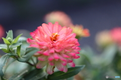 街の花