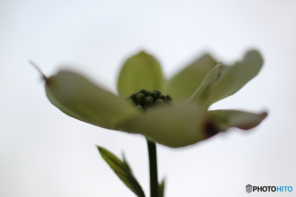 街の花