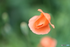 街の花