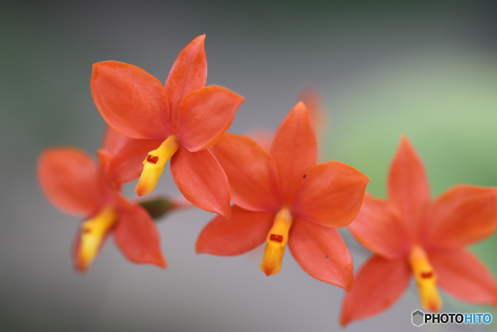 園の花