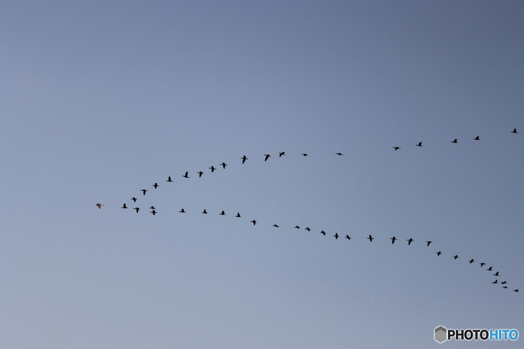 野鳥