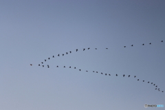 野鳥